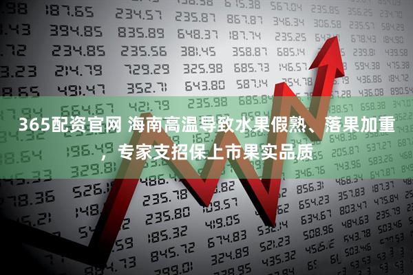 365配资官网 海南高温导致水果假熟、落果加重，专家支招保上市果实品质
